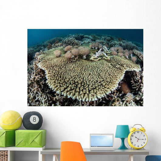 Table Coral Is Encroached Wall Decal
