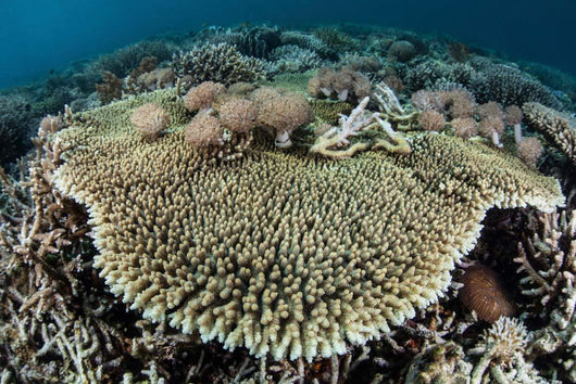Table Coral Is Encroached Wall Decal