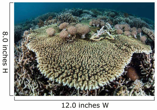 Table Coral Is Encroached Wall Decal