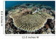 Table Coral Is Encroached Wall Decal