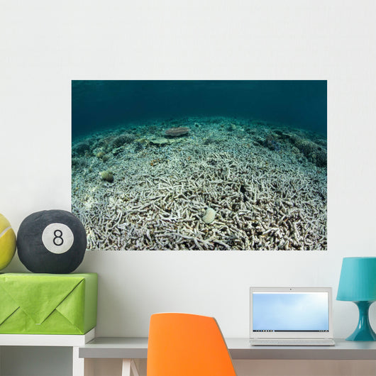 Coral Reef Has Been Wall Decal