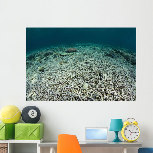 Coral Reef Has Been Wall Decal