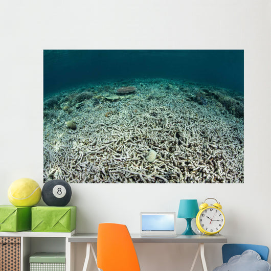 Coral Reef Has Been Wall Decal