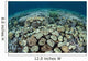 Mushroom and Hard Corals Wall Decal