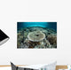 Corals Grow Shallow Reef Wall Decal Design 3