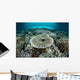 Corals Grow Shallow Reef Wall Decal Design 3