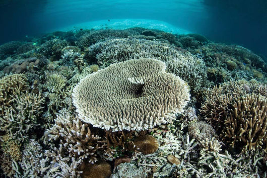 Corals Grow Shallow Reef Wall Decal Design 3