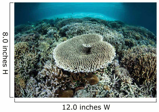 Corals Grow Shallow Reef Wall Decal Design 3