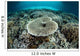 Corals Grow Shallow Reef Wall Decal Design 3