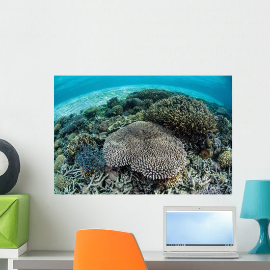 Reef-building Corals near Alor Wall Decal Design 4