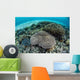 Reef-building Corals near Alor Wall Decal Design 4