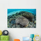 Reef-building Corals near Alor Wall Decal Design 4