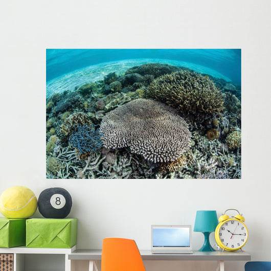 Reef-building Corals near Alor Wall Decal Design 4
