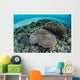 Reef-building Corals near Alor Wall Decal Design 4