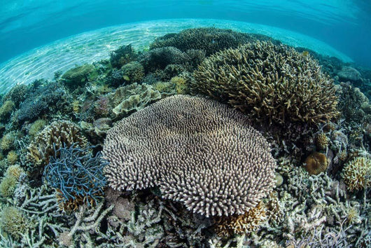 Reef-building Corals near Alor Wall Decal Design 4