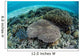 Reef-building Corals near Alor Wall Decal Design 4