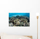 Delicate Reef-building Corals Alor Wall Decal
