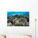 Delicate Reef-building Corals Alor Wall Decal