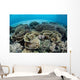 Delicate Reef-building Corals Alor Wall Decal