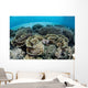 Delicate Reef-building Corals Alor Wall Decal