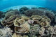 Delicate Reef-building Corals Alor Wall Decal