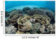 Delicate Reef-building Corals Alor Wall Decal