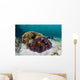 False Clownfish Swim near Wall Decal