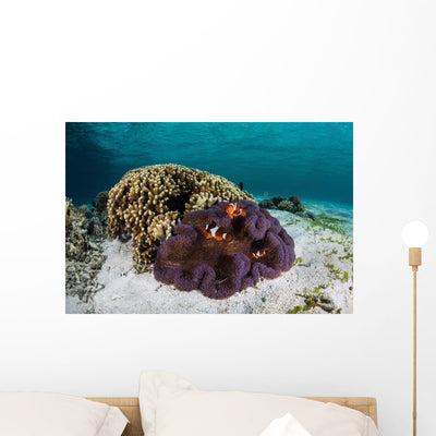 False Clownfish Swim near Wall Decal shown on a wall