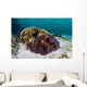 False Clownfish Swim near Wall Decal