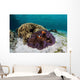 False Clownfish Swim near Wall Decal