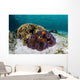 False Clownfish Swim near Wall Decal
