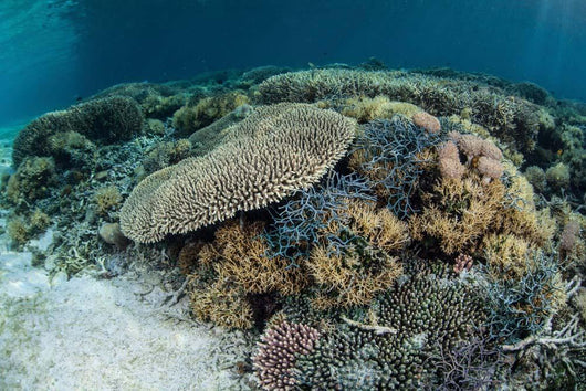 Reef-building Corals near Alor Wall Decal Design 3