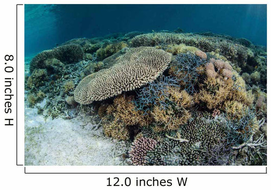 Reef-building Corals near Alor Wall Decal Design 3