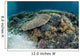 Reef-building Corals near Alor Wall Decal Design 3