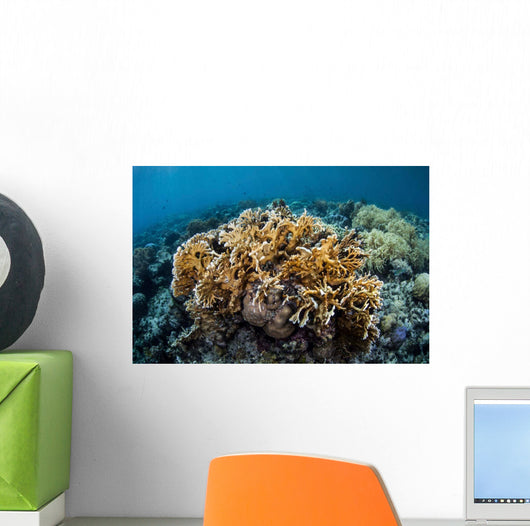 Colony Fire Coral Grows Wall Decal