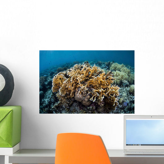 Colony Fire Coral Grows Wall Decal