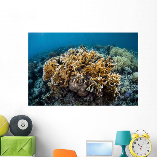 Colony Fire Coral Grows Wall Decal