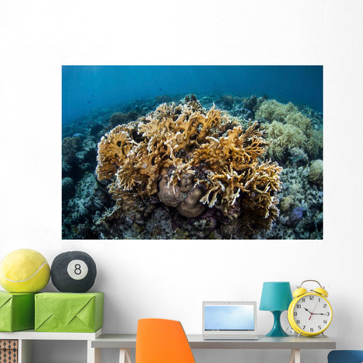 Colony Fire Coral Grows Wall Decal