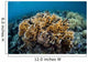 Colony Fire Coral Grows Wall Decal
