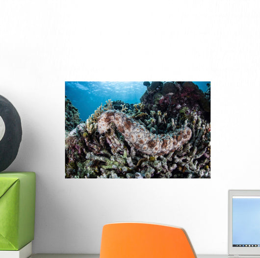 Sea Cucumber Clings to Wall Decal
