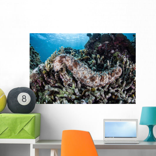 Sea Cucumber Clings to Wall Decal