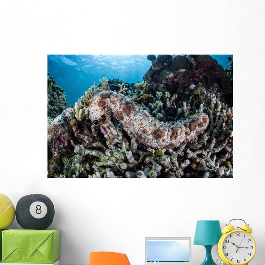 Sea Cucumber Clings to Wall Decal