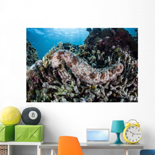 Sea Cucumber Clings to Wall Decal