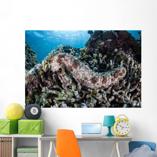 Sea Cucumber Clings to Wall Decal