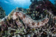 Sea Cucumber Clings to Wall Decal