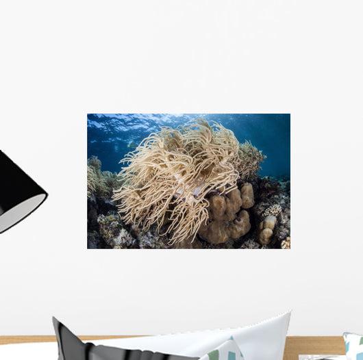 Soft Coral Colony near Wall Decal