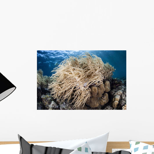 Soft Coral Colony near Wall Decal
