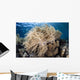 Soft Coral Colony near Wall Decal