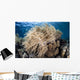 Soft Coral Colony near Wall Decal