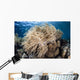 Soft Coral Colony near Wall Decal